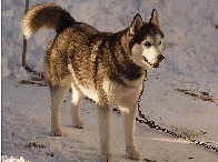 2003 schlittenhunde026.jpg
